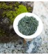 Shincha (certified organic) - Green Tea - 