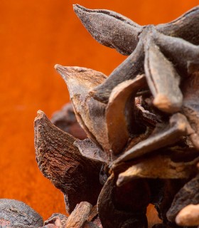 Star Anise | Blending Ingredients | The Tea Haus