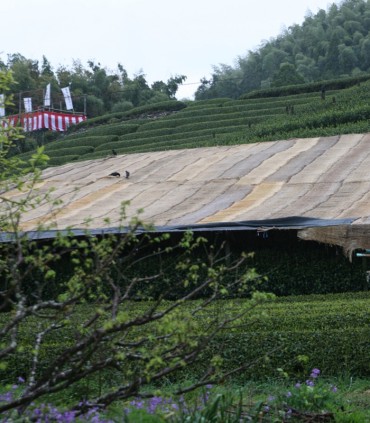 Maejima Gyokuro - Premium Green Teas - 