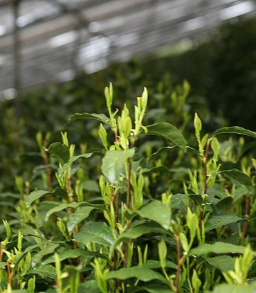 Maejima Gyokuro - Premium Green Teas - 