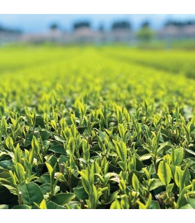 Green Tea