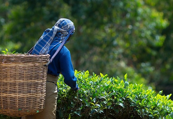 Tea Tasting - Sri Lanka